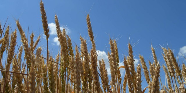 Производство, потребление зерновых и торговли выходят на рекордные уровни