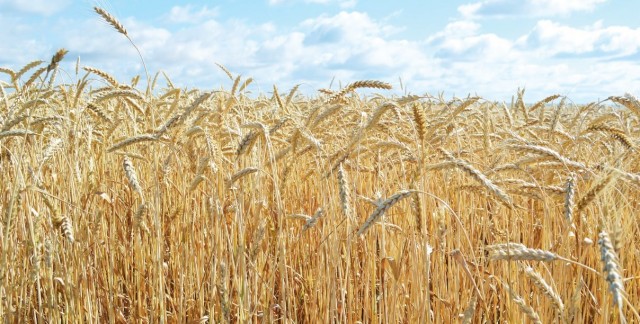 Что происходит с ценами на пшеницу?