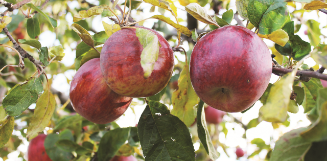 Хвалынские фермеры целятся прямо в яблочко