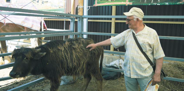 Петр Кравцов: «Содержать буйволов вдвое дешевле, чем КРС»