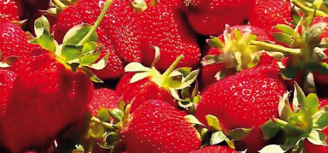 Волгоградские аграрии расширяют производство сладкой ягоды