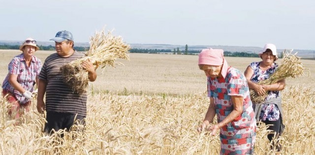 Антонина Питоня: «Без отечественной селекции не стоит ждать высоких урожаев»
