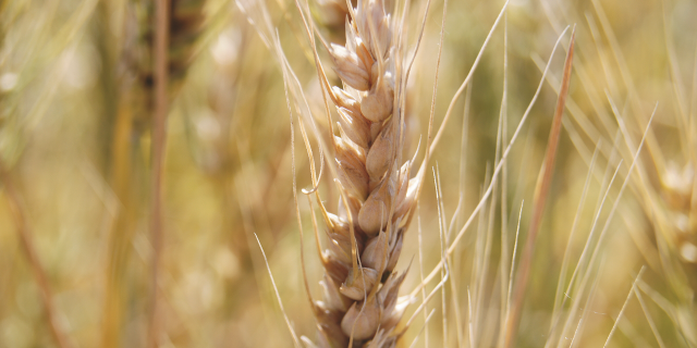 Водный баланс посевов яровой пшеницы