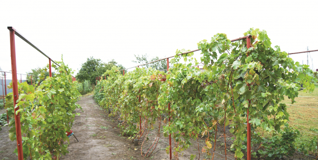 Принципы подбора сортов винограда