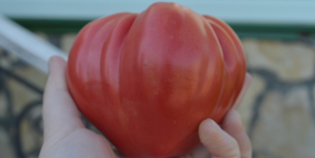 Выращивание томатов в Нижнем Поволжье