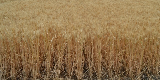 Адаптация технологий  возделывания зерновых культур