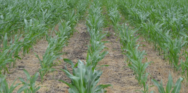 Что нужно знать о густоте сева кукурузы?