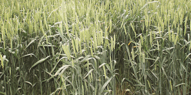 Применяем регуляторы роста  в посевах озимой пшеницы