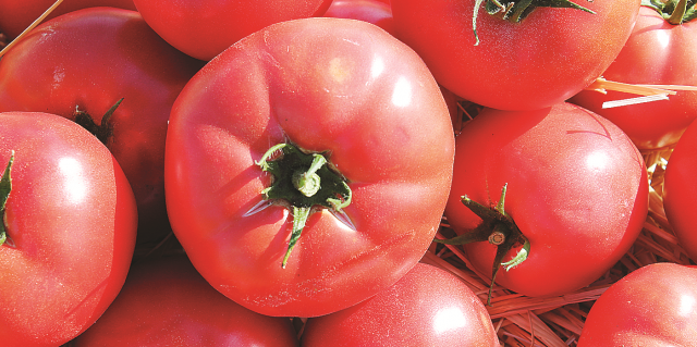 Приемы повышения продуктивности томата и картофеля в Поволжье