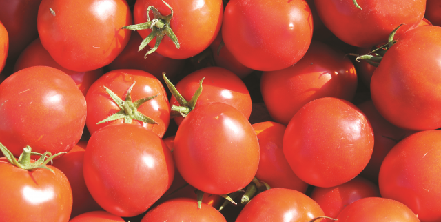 Важные аспекты при возделывании томата