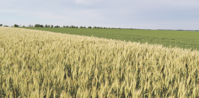Влияние НаноКремния на продуктивность озимой пшеницы