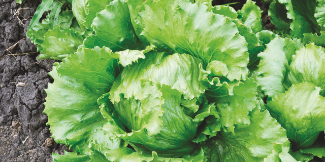 Пути снижения содержания нитратов в овощах