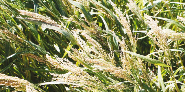 Питательная ценность зернового сорго