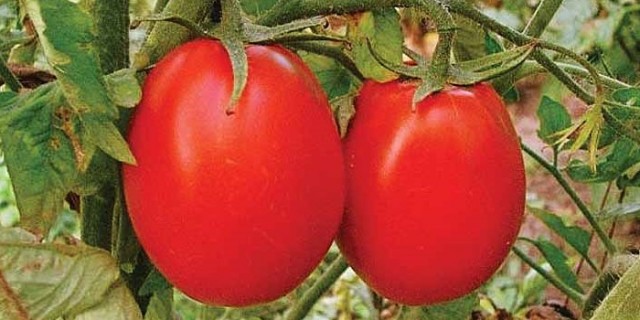 Фертигация томатов в открытом грунте