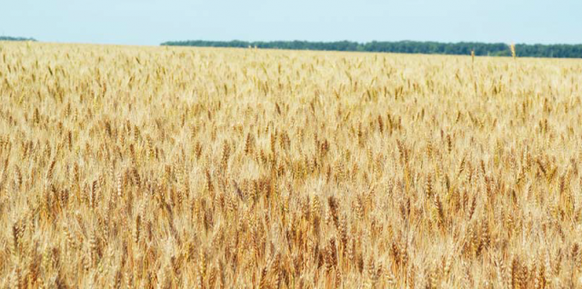 Новые удобрения для озимой пшеницы
