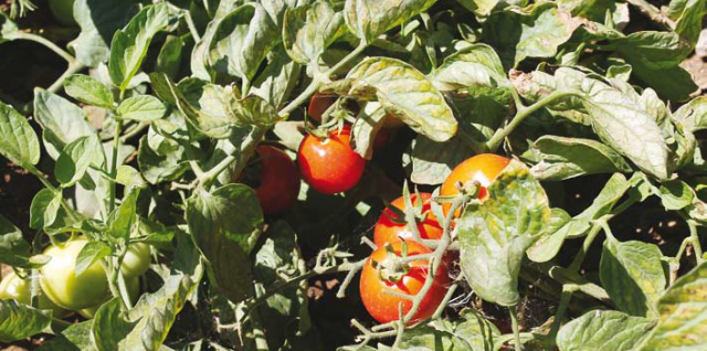 Оптимальный режим орошения и питания томатов