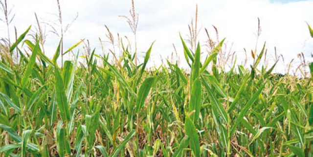 Как удобрения и густота стояния влияют на урожайность кукурузы