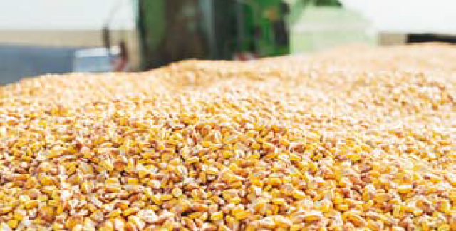 Причины дробления зерна кукурузы при уборке
