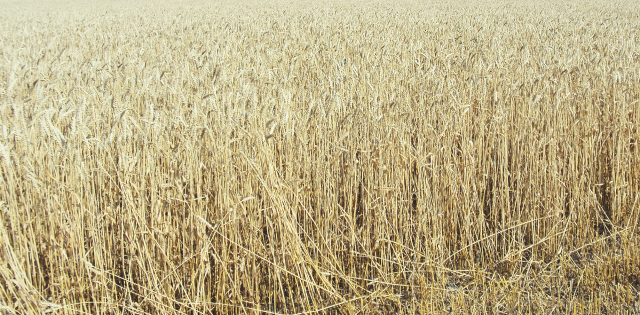 Озимая пшеница  Камышинской селекции