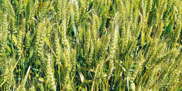 Урожайность яровой пшеницы