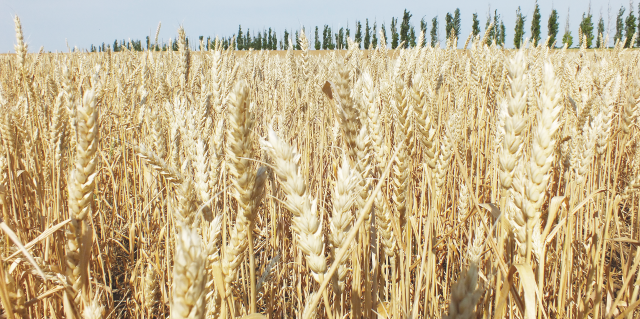 Применение микробиологических удобрений на зерновых культурах