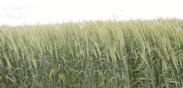 Эффективность сортов озимой пшеницы селекции НВНИИСХ