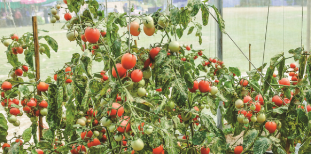 Выращивание томатов  в защищенном грунте