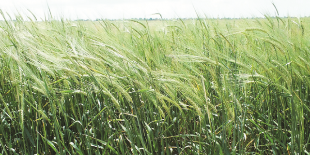 Пищевой режим  и урожайность  яровой пшеницы