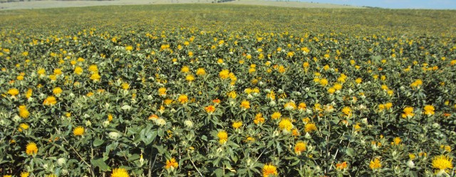 Применение регуляторов роста на посевах сафлора в ООО «Камышинское ОПХ»