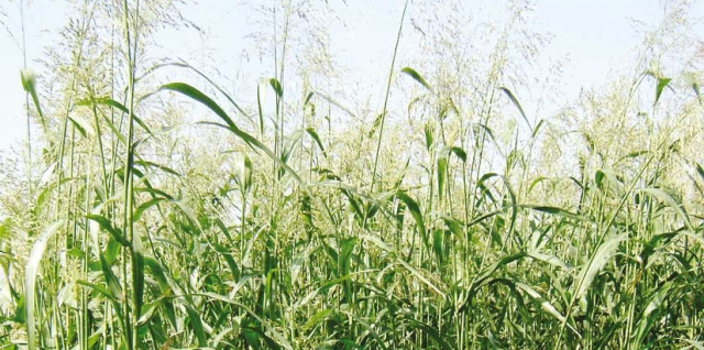 Польза суданской травы