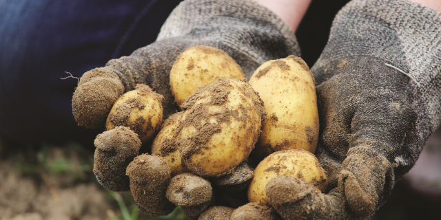 Влияние спринклерного орошения на качество картофеля
