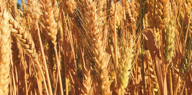 Новый сорт яровой мягкой пшеницы Ершовская 36