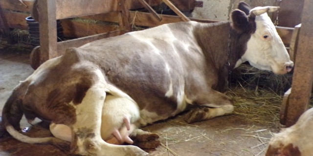 Профилактика нарушений обмена веществ у новотельных коров
