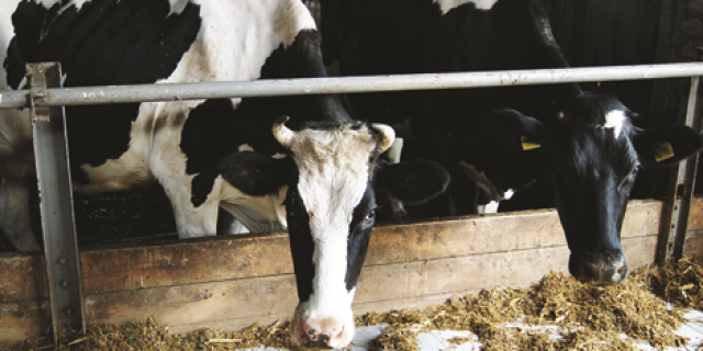 Эффективность использования  премиксов в кормлении дойных коров