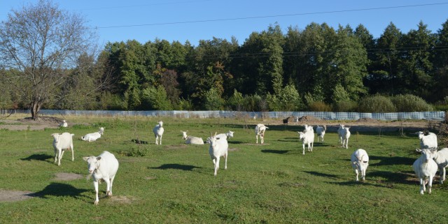 Состав и свойства овечьего, козьего и коровьего молока