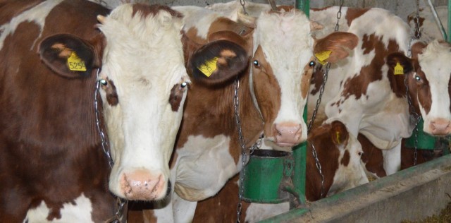 Современная ферма:  что облегчит труд животновода?