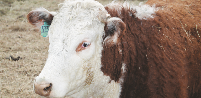 Эффективность скрещивания скота казахской белоголовой породы с симменталами
