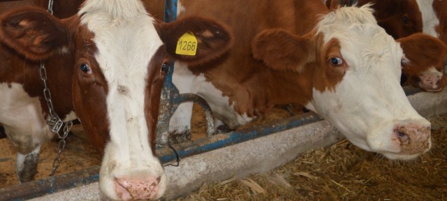 Молочная продуктивность коров