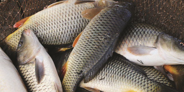 Повышение эффективности товарного рыбоводства