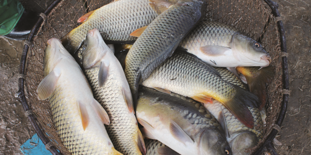 Как прудовое рыбоводство  воздействует на качество воды  в прудах