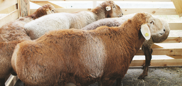 Весовой и линейный рост молодняка овец