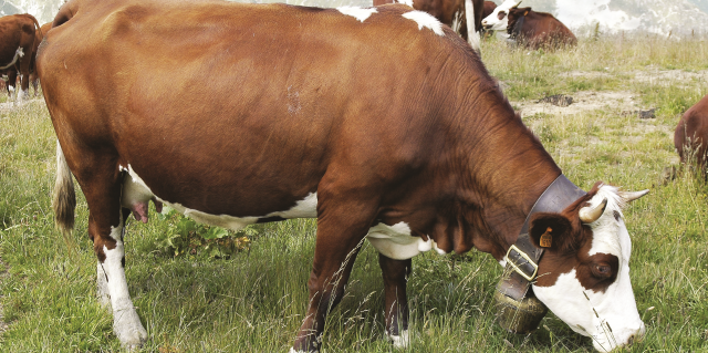Молочная продуктивность симментальских коров