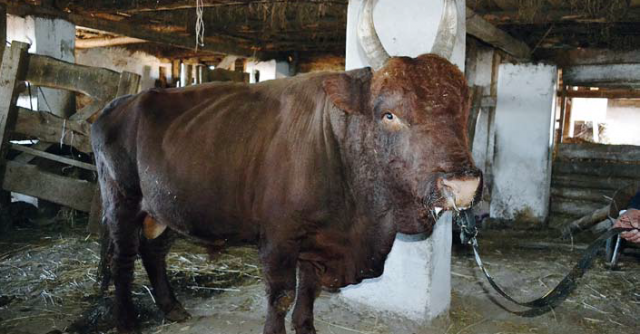 Рекомендации по оценке быков-производителей мясных пород