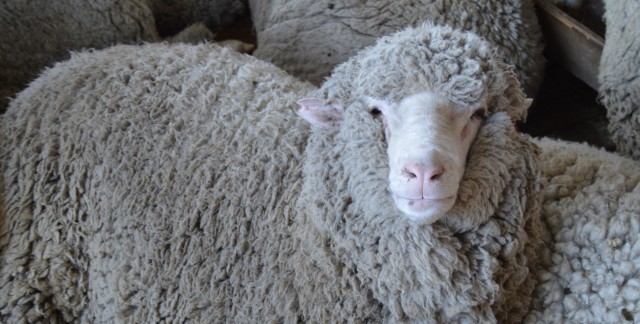 Экономическое обоснование мобильного стригального пункта для овец