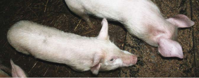 Введение аминокислот для прикорма свиней повысит рентабельность
