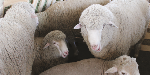 Больше внимания  волгоградской породе овец