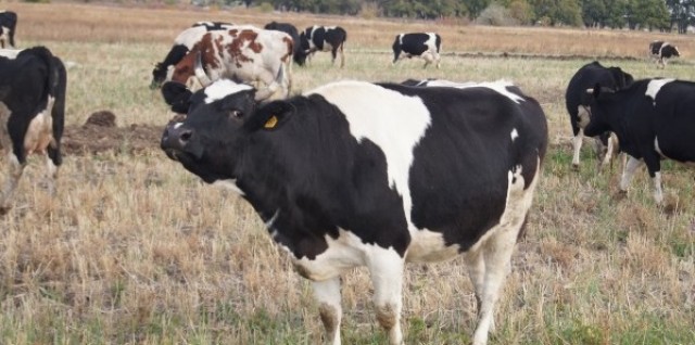 Особенности молочной продуктивности голштинского скота разных генотипов