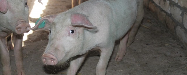 Улучшение мяса свиней с помощью ферментных препаратов