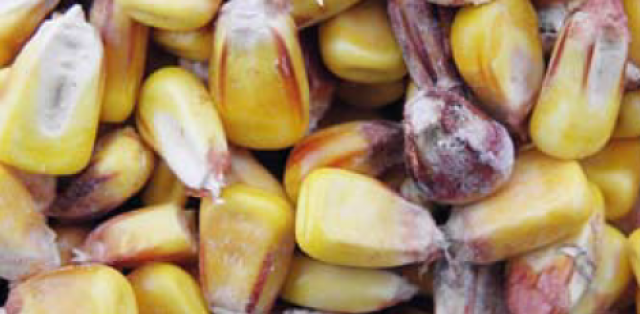Новый стандарт обработки семян кукурузы