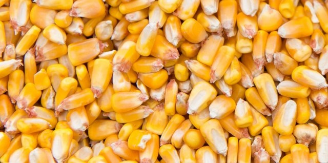 Защита кукурузы с Кельвин® Плюс